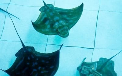 Australian Shark and Ray Nursery