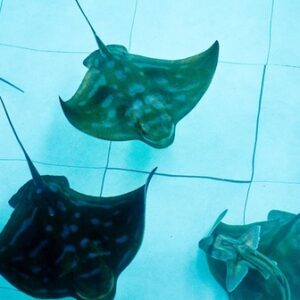 Australian Shark and Ray Nursery